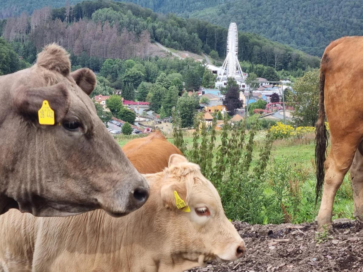 Ferienhaus Mit Ausblick Brilon